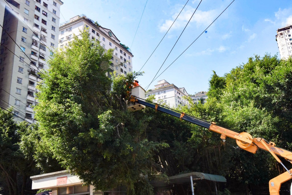 Công nhân EVNHANOI thực hiện công tác phát quang hành lang lưới điện