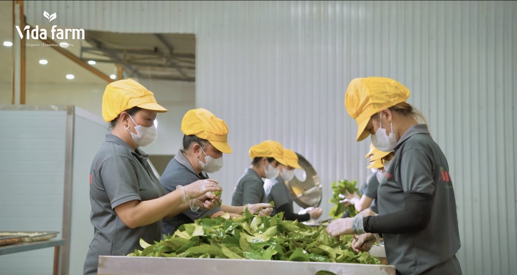 Quy trình chế biến tại Vida Farm được thực hiện tỉ mỉ, từ khâu lựa chọn nguyên liệu đến sơ chế, đảm bảo giữ trọn sự nguyên chất của thảo mộc và tuân thủ nghiêm ngặt các tiêu chuẩn chất lượng.