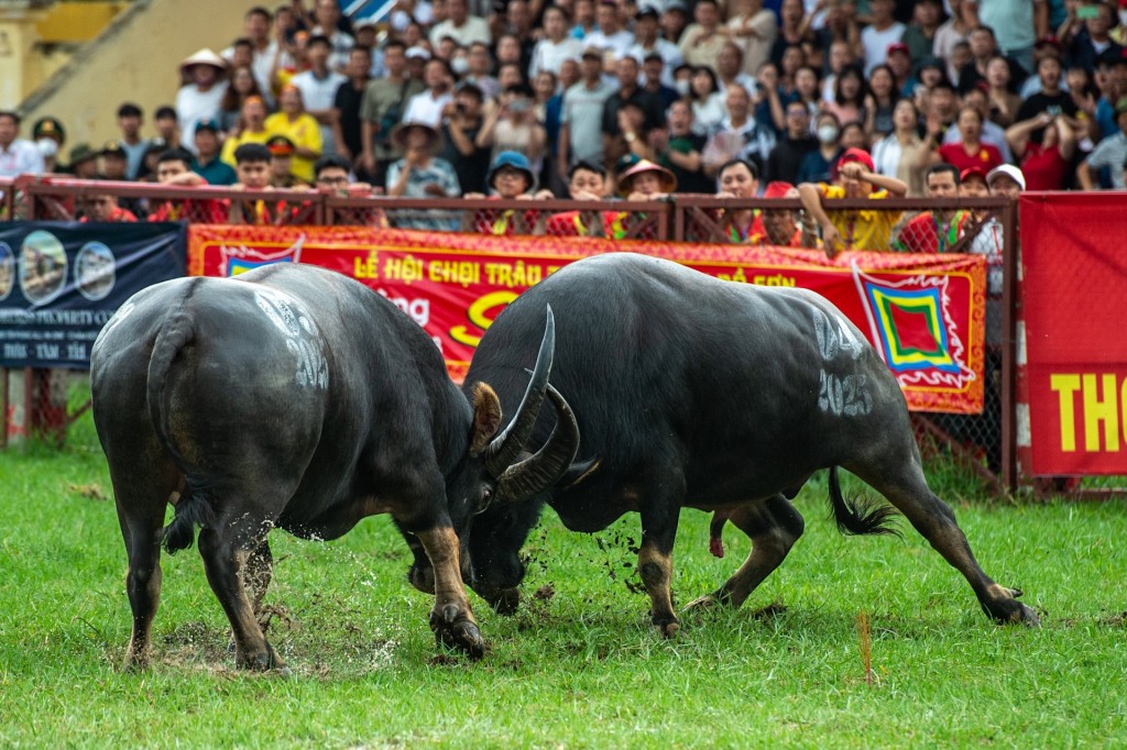 Cuộc so tài kịch tính giữa hai trâu Cuộc so tài kịch tính giữa hai trâu