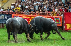 Lễ hội chọi trâu Hải Phòng thu hút hàng vạn du khách tham dự