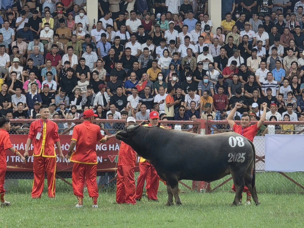 Trâu dũng mãnh bước váo sới đấu Trâu dũng mãnh bước váo sới đấu