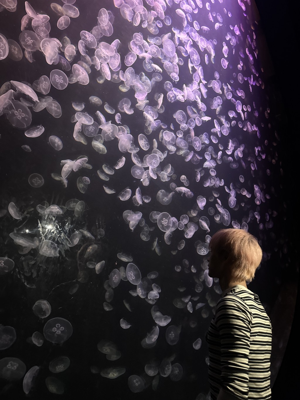 JSOL đắm chìm trong không gian đại dương mê hoặc tại Singapore Oceanarium