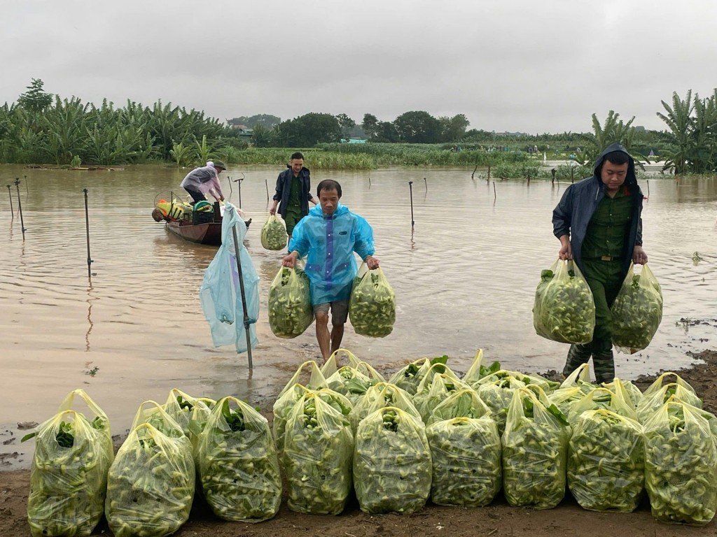 Xã đảo Minh Châu hỗ trợ nhân dân thu hoạch hoa màu, hạn chế tối đa thiệt hại. Ảnh: Minh Thu Xã đảo Minh Châu hỗ trợ nhân dân thu hoạch hoa màu, hạn chế tối đa thiệt hại. Ảnh: Minh Thu