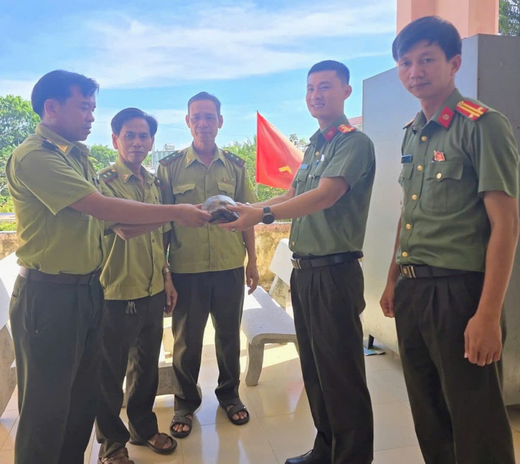 Công an phường Quảng Phú bàn giao cá thể rùa quý hiếm cho lực lượng Kiểm lâm để đưa về rừng, góp phần bảo vệ hệ sinh thái tự nhiên.