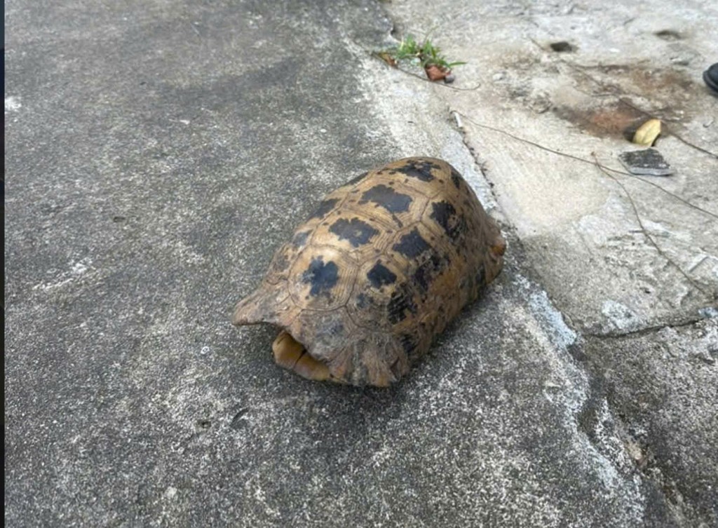Loài Rùa núi vàng (Indotestudo elongata) được xếp vào nhóm cực kỳ nguy cấp (CR), cần được ưu tiên bảo vệ.
