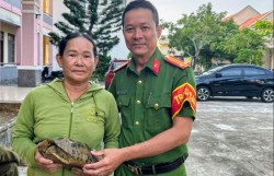 Đà Nẵng: Người dân giao nộp rùa núi vàng quý hiếm nặng 2,2kg