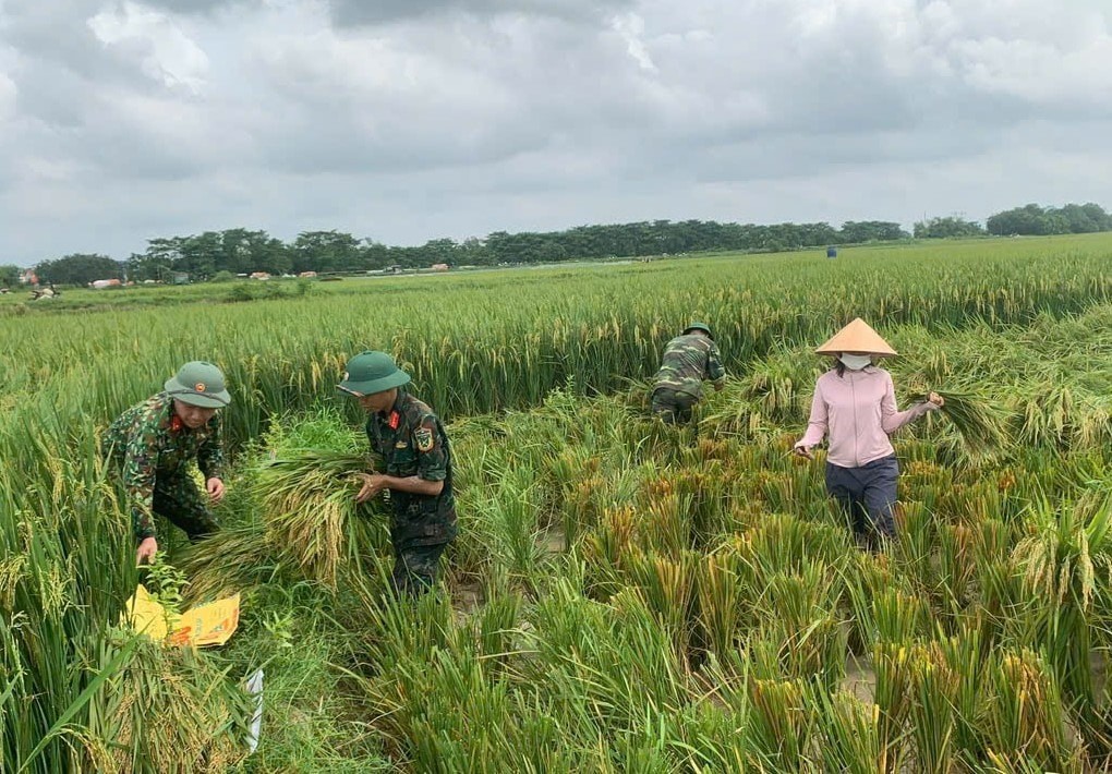 Các đơn vị quân đội đóng quân trên địa bàn xã Đa Phúc hỗ trợ dân thu hoạch lúa mùa chạy lũ. Ảnh: Hoàng Sơn Các đơn vị quân đội đóng quân trên địa bàn xã Đa Phúc hỗ trợ dân thu hoạch lúa mùa chạy lũ. Ảnh: Hoàng Sơn