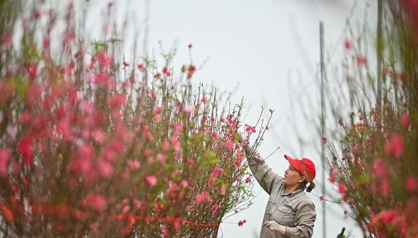 Ảnh minh hoạ
