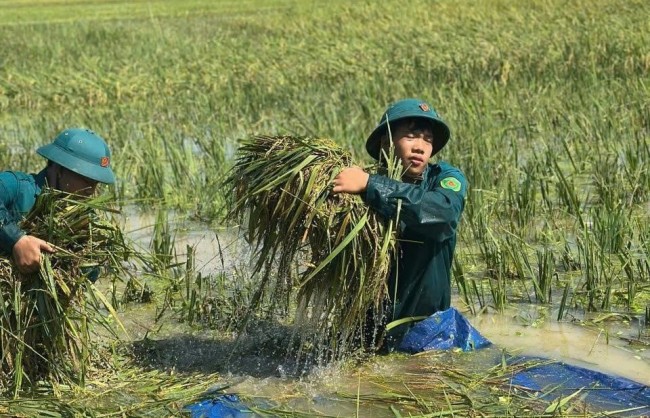 Xã Trần Phú huy động 260 cán bộ, chiến sĩ giúp dân gặt lúa tránh bão