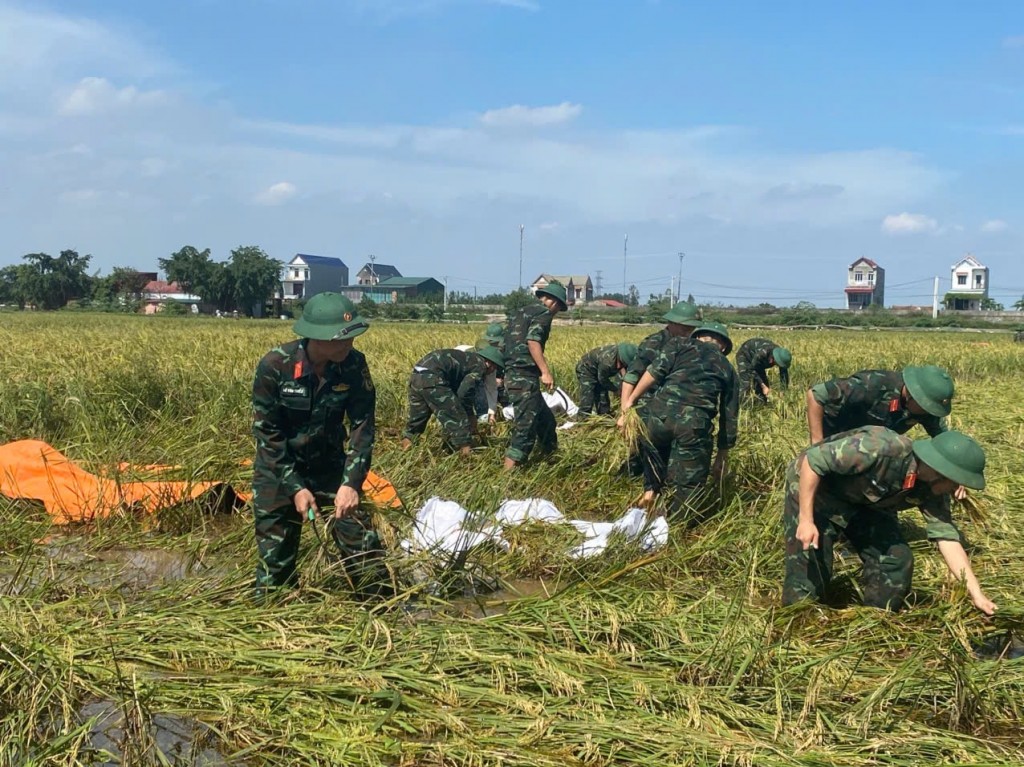 Mưa to, gió lớn khiến nhiều diện tích lúa của xã Trần Phú bị đổ, có nguy cơ mất trắng