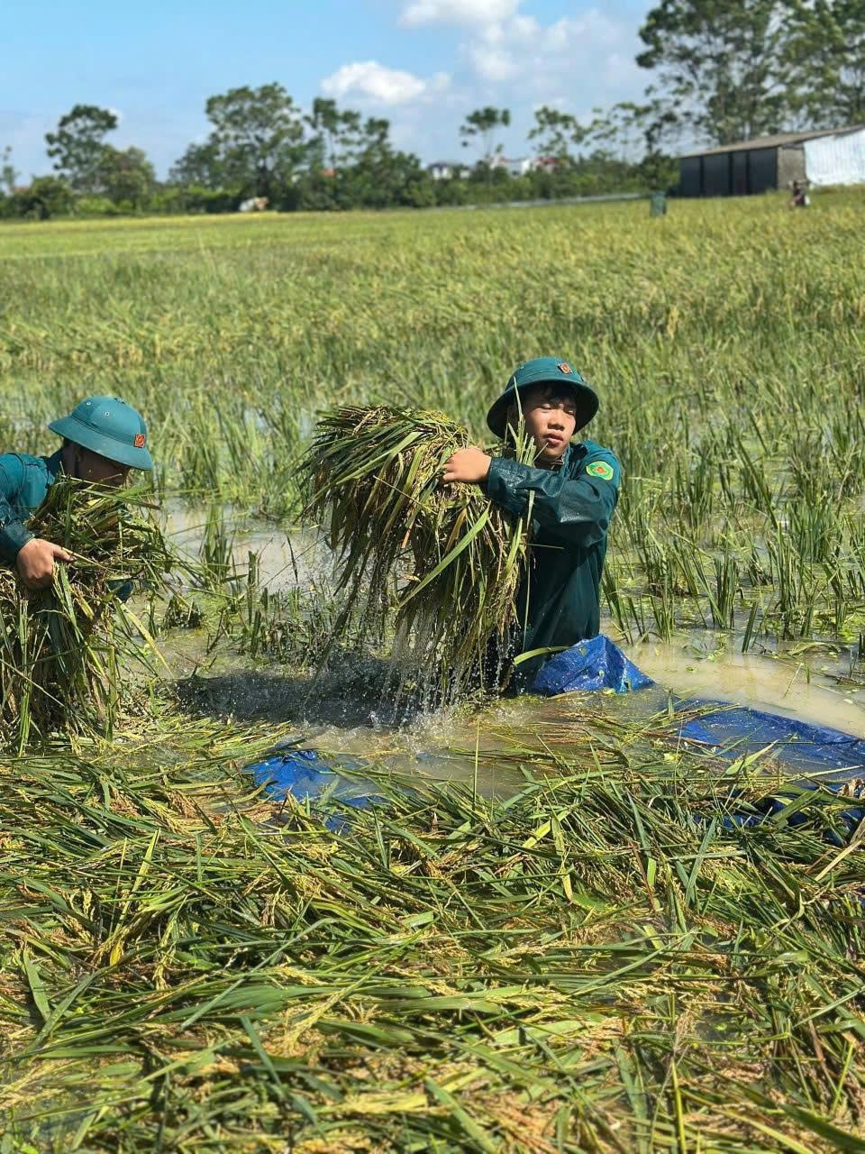 Cán bộ, chiến sĩ công an, quân đội hỗ trợ nhân dân xã Trần Phú thu hoạch lúa mùa sau trận mưa bão số 10
