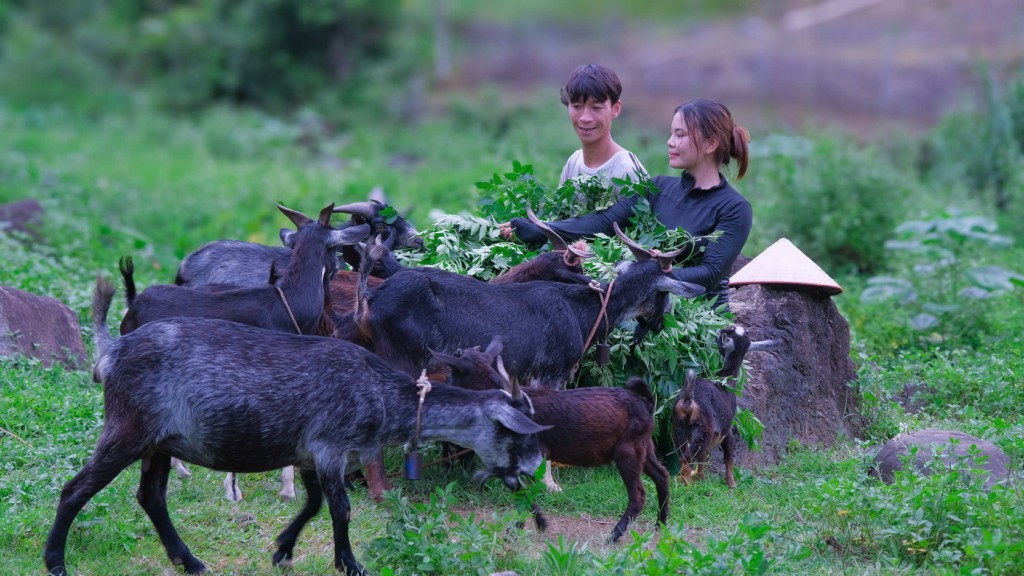 Mô hình phát triển kinh tế của gia đình anh Sáng