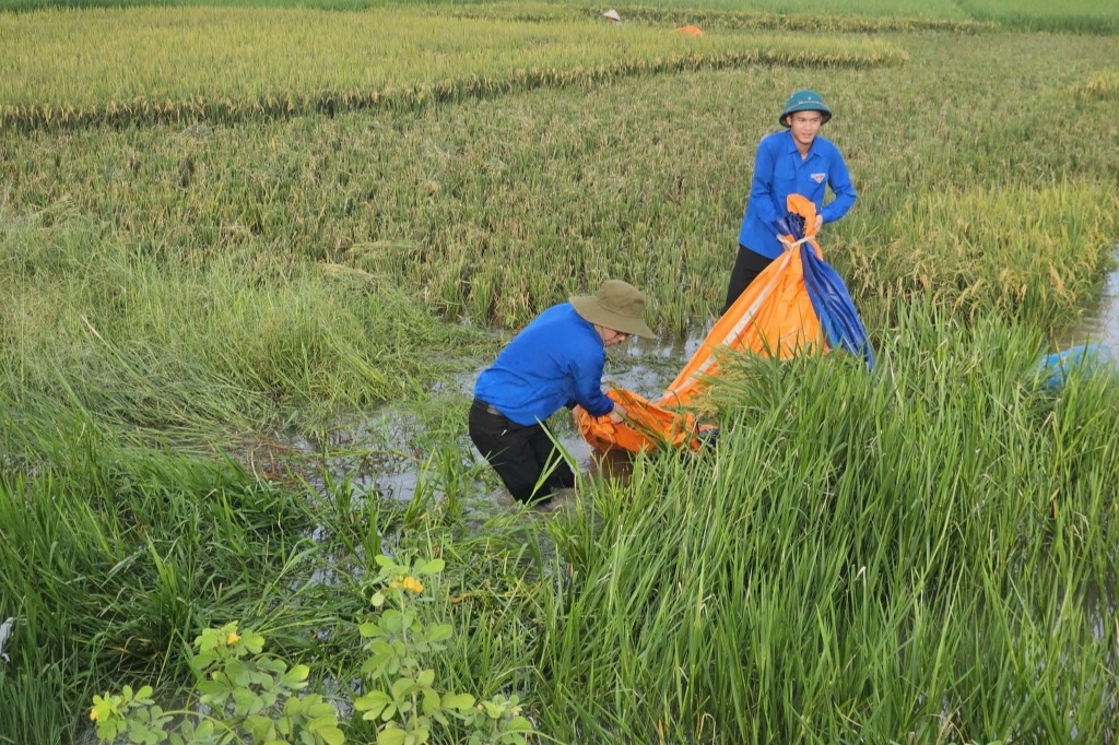 Thanh niên ngoại thành Hà Nội hỗ trợ người dân thu hoạch lúa