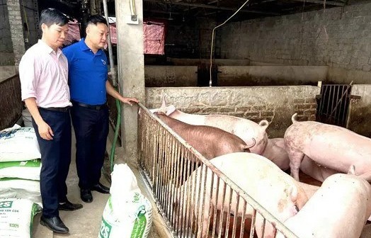 Thúc đẩy công nghệ xử lý chất thải chăn nuôi, hướng tới nông nghiệp