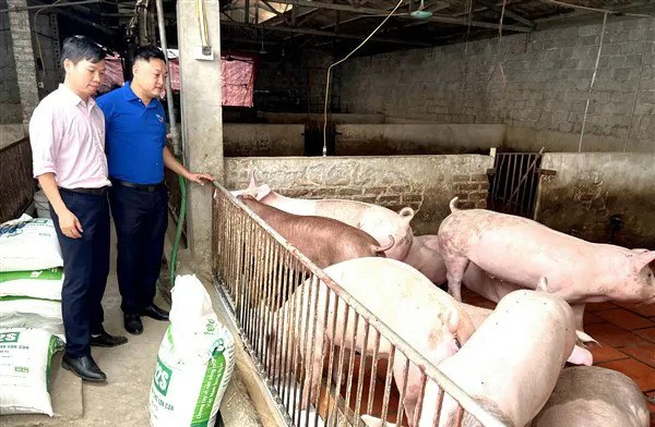 Chăn nuôi lợn trên địa bàn huyện Gia Lâm. Ảnh: Ngọc Ánh  Chăn nuôi lợn trên địa bàn huyện Gia Lâm. Ảnh: Ngọc Ánh