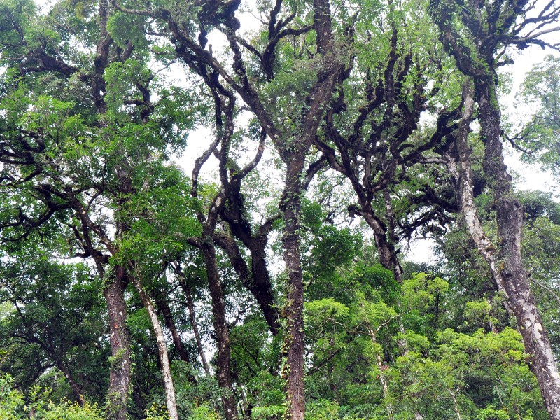 những cánh rừng sa mu, pơ mu nguyên sinh, cổ thụ, mang đậm vẻ đẹp nguyên sơ và hấp dẫn những bước chân khám phá. Ảnh: Công Kiên