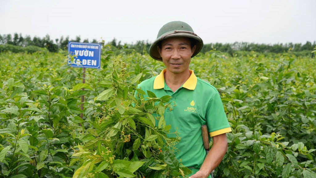công nhân chăn sóc vườn cây dược liệu quý 