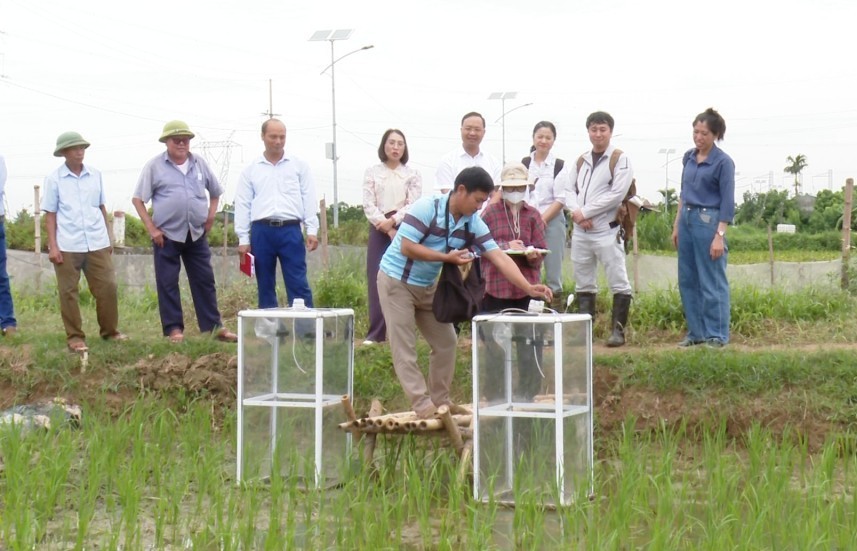 Đưa vào thí điểm mô hình trồng lúa giảm phát thải khí mê-tan
