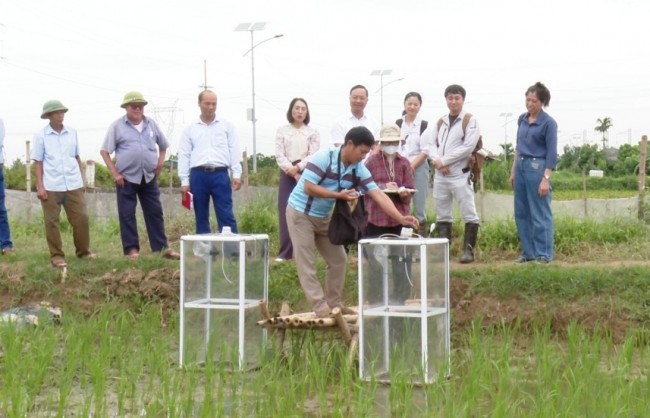 Đưa vào thí điểm mô hình trồng lúa giảm phát thải khí mê-tan