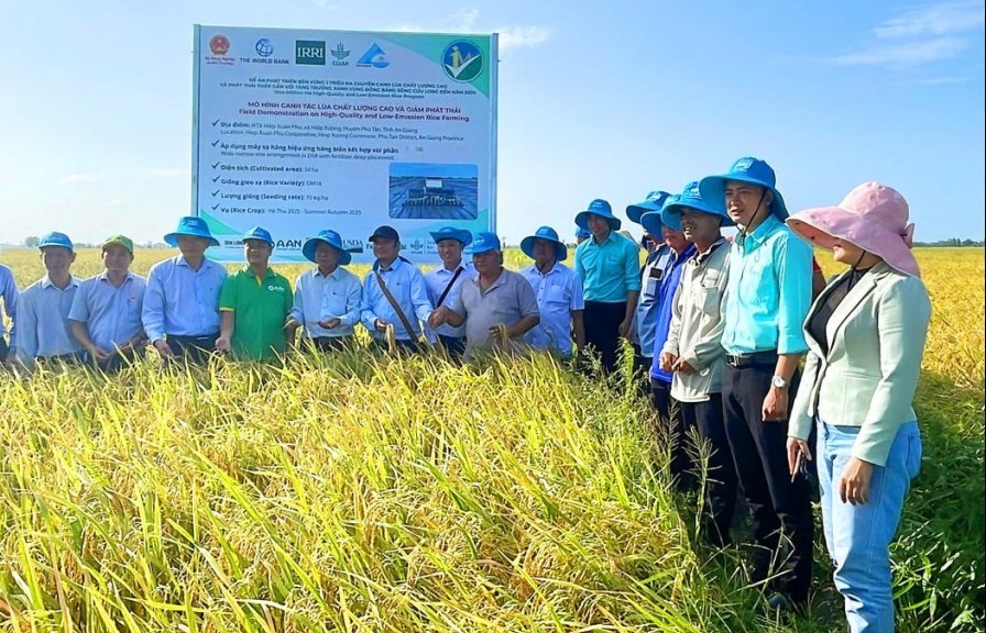 Hiệu quả mô hình canh tác lúa giảm phát thải khí mê-tan