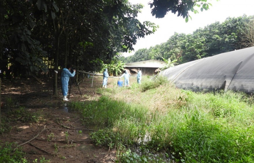 Các kỹ thuật tốt nhất giảm phát thải khí mê-tan trong chăn nuôi