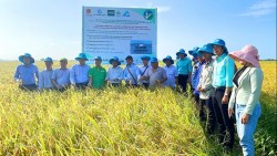 Hiệu quả mô hình canh tác lúa giảm phát thải khí mê-tan