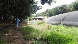 Các kỹ thuật tốt nhất giảm phát thải khí mê-tan trong chăn nuôi