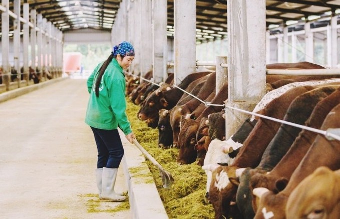 Ứng dụng công nghệ sinh học giảm phát thải khí mê-tan