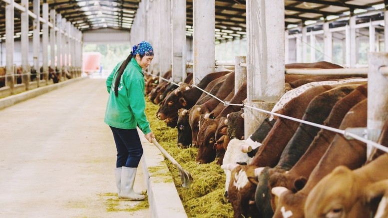 Ứng dụng công nghệ sinh học giảm phát thải khí mê-tan