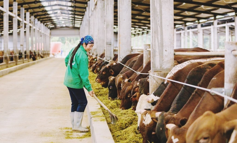 Việc ứng dụng công nghệ sinh học trong xử lý chất thải chăn nuôi đã và đang mang lại hiệu quả tích cực, góp phần bảo vệ môi trường và phát triển bền vững. Việc ứng dụng công nghệ sinh học trong xử lý chất thải chăn nuôi đã và đang mang lại hiệu quả tích cực, góp phần bảo vệ môi trường và phát triển bền vững.