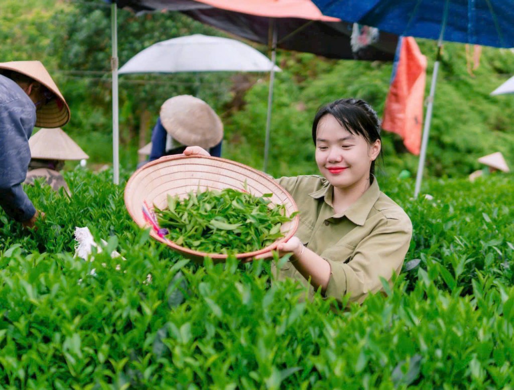 Phạm Hương Giang đang nỗ lực để đưa thương hiệu “Phạm Gia Trà” vươn xa Phạm Hương Giang đang nỗ lực để đưa thương hiệu “Phạm Gia Trà” vươn xa