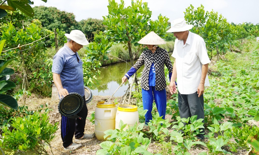 Men gốc IMO được ông Nguyễn Văn Đức dùng ủ cá, tạo phân bón hữu cơ cho cây mít, cây đậu.