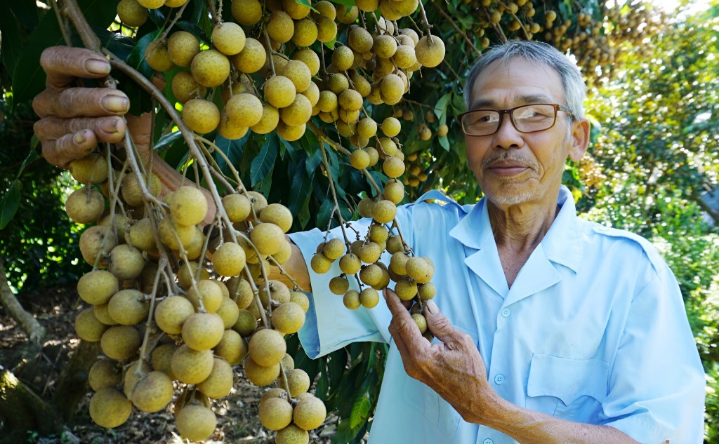 Sau một năm dùng phân IMO ủ từ ốc thay cho phân hóa học, vườn nhãn của ông Lê Thành Lập trĩu quả.