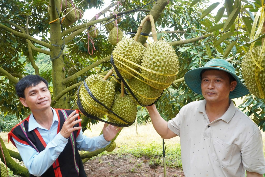 “Lão nông” với ước mơ đổi đời trên vùng đất khó “Lão nông” với ước mơ đổi đời trên vùng đất khó