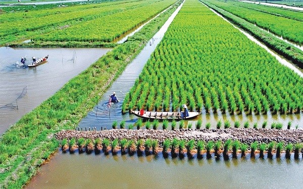 Nông nghiệp giữ vị trí số 1 trong tổng phát thải khí mê-tan