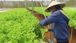 Phê duyệt Đề án trồng trọt giảm phát thải giai đoạn 2025 - 2035