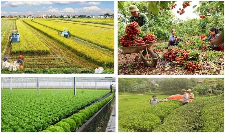 Ngành Nông nghiệp và Môi trường: Từ trụ đỡ đến động lực phát triển xanh Ngành Nông nghiệp và Môi trường: Từ trụ đỡ đến động lực phát triển xanh