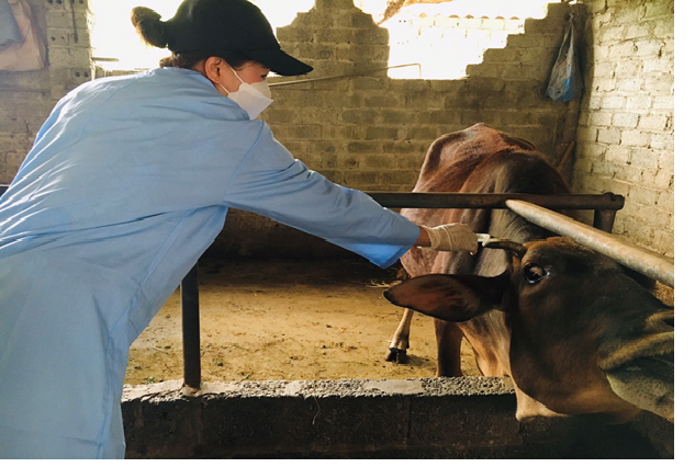 Quảng Ngãi cấp hơn 12.900 liều vaccine lở mồm long móng cho các địa phương, thời hạn hoàn thành là 30/11/2025.