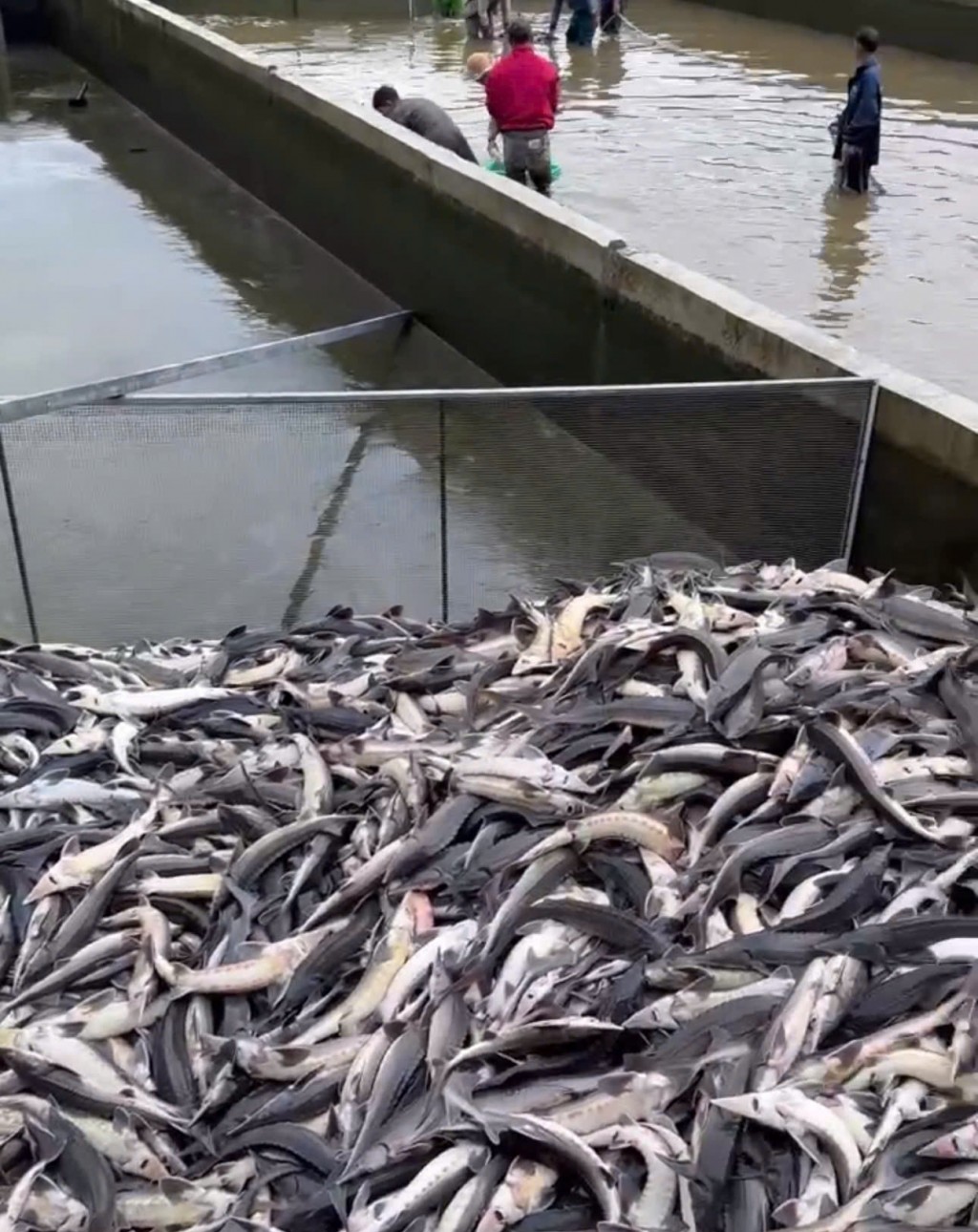 Quảng Ngãi: Hàng chục tấn cá tầm chết trắng do mưa, lũ