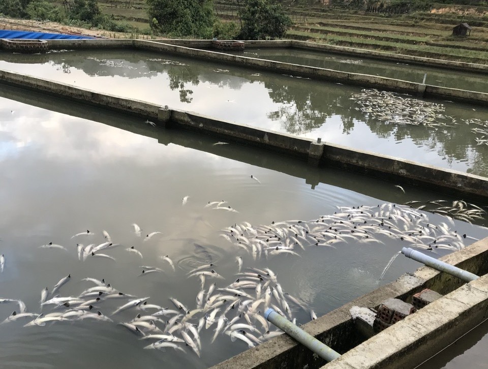 Quảng Ngãi: Hàng chục tấn cá tầm chết trắng do mưa, lũ