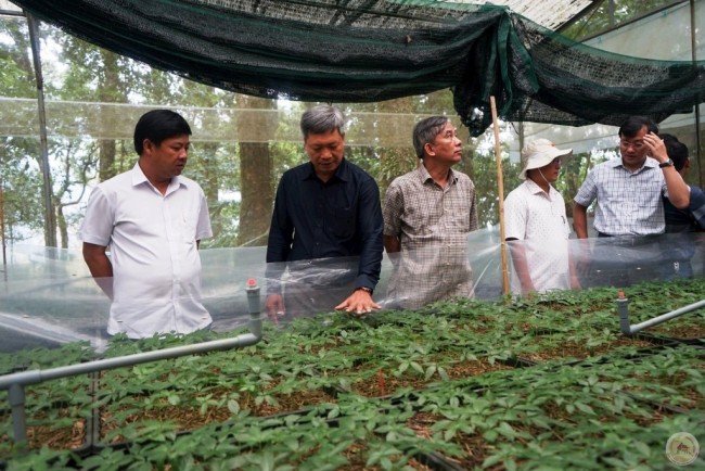 Đà Nẵng phê duyệt giá cây giống sâm Ngọc Linh 1 năm tuổi
