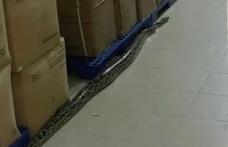 Khánh Hòa: Người dân liên tiếp bắt gặp trăn lớn