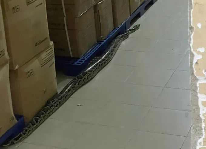 Các bác sĩ phát hiện trăn bò trong Bệnh viện tỉnh Khánh Hòa khoảng 4 ngày trước, nghi giống cá thể trăn ở bến tàu du lịch Nha Trang (Ảnh: MT)