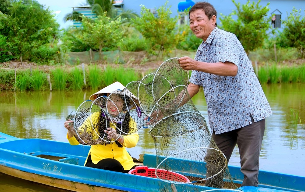 Người dân huyện Năm Căn thu hoạch tôm sinh thái dưới tán rừng ngập mặn – mô hình đặc trưng giúp Cà Mau trở thành thủ phủ tôm của Việt Nam.