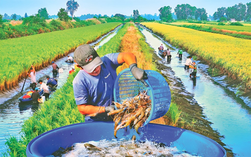 Nông dân xã Trí Phải (huyện Thới Bình, Cà Mau) thu hoạch tôm sinh thái trên đồng lúa hữu cơ.