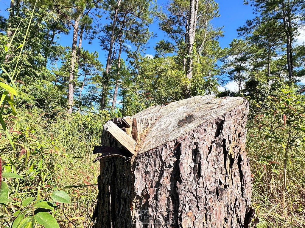 Quảng Ngãi: Rừng thông hàng chục năm tuổi có dấu hiệu bị 