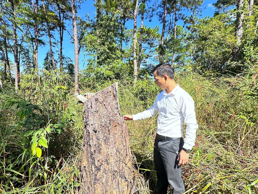 Quảng Ngãi: Rừng thông hàng chục năm tuổi có dấu hiệu bị 