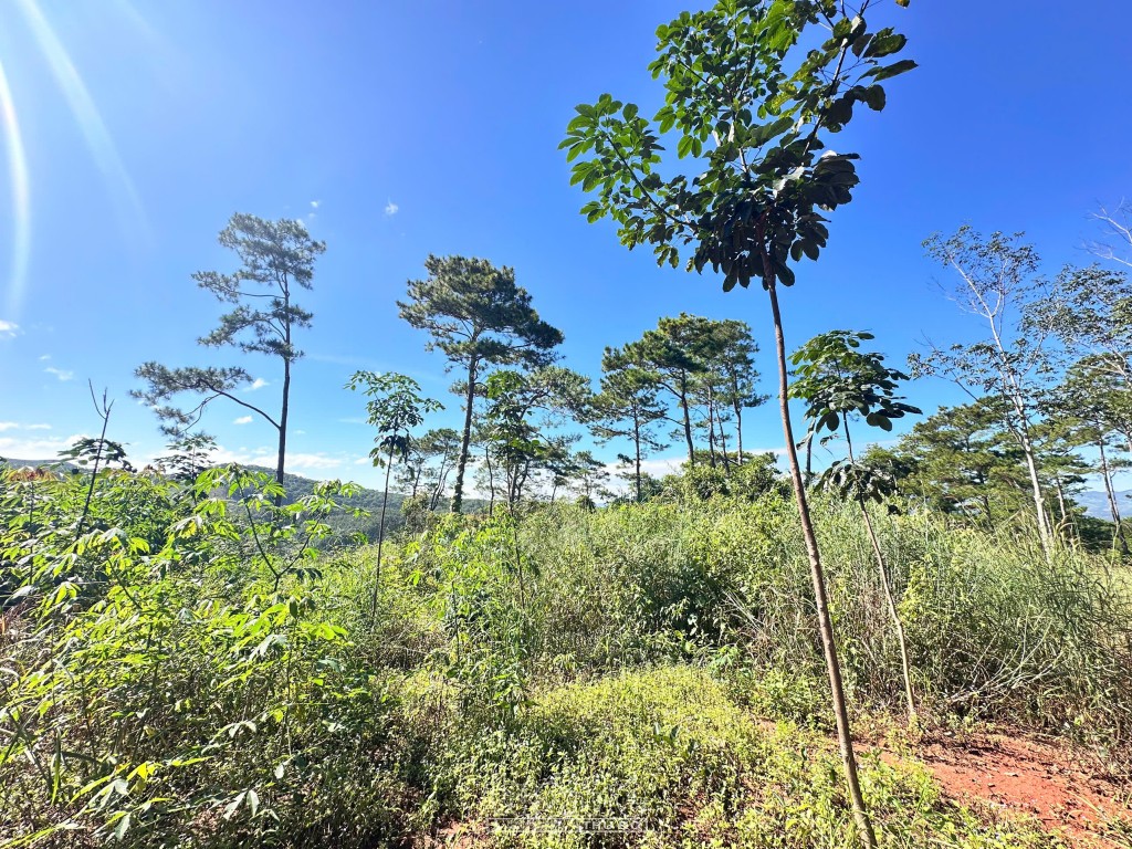 Quảng Ngãi: Xót xa rừng Thông hàng chục năm tuổi bị bức tử