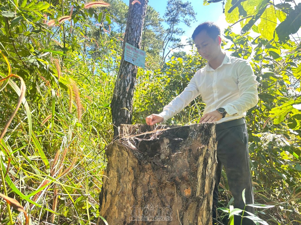 Quảng Ngãi: Xót xa rừng Thông hàng chục năm tuổi bị bức tử