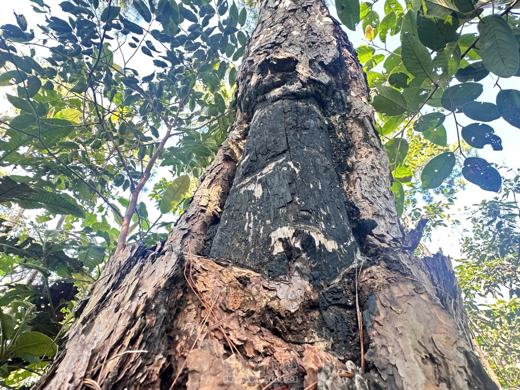 Quảng Ngãi: Xót xa rừng Thông hàng chục năm tuổi bị bức tử